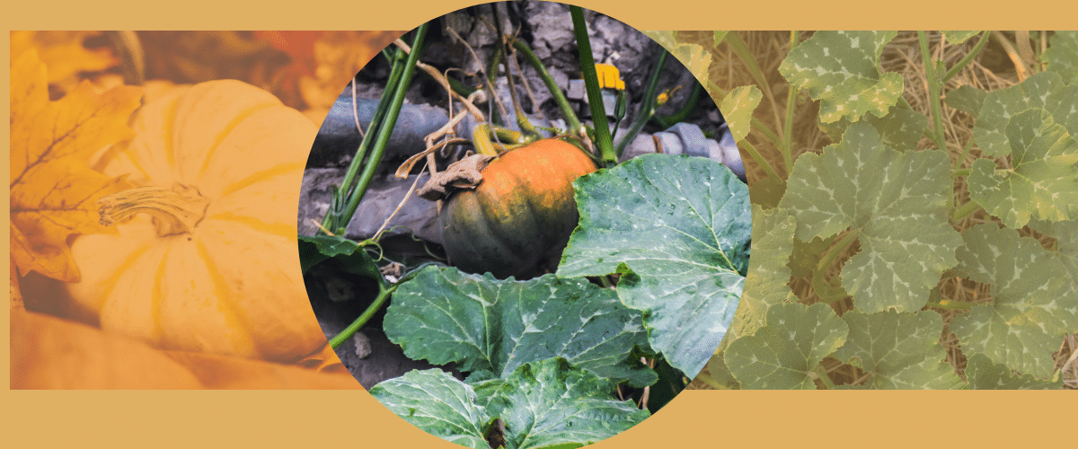 benefits of pumpkin leaves